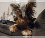 Small Photo #11 Yorkshire Terrier Puppy For Sale in HUDDLESTON, VA, USA
