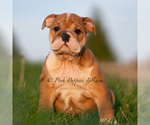 Puppy TANK AKC English Bulldog
