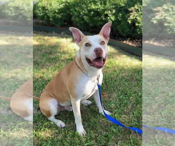 Medium Photo #3 American Pit Bull Terrier-Unknown Mix Puppy For Sale in Royse City, TX, USA