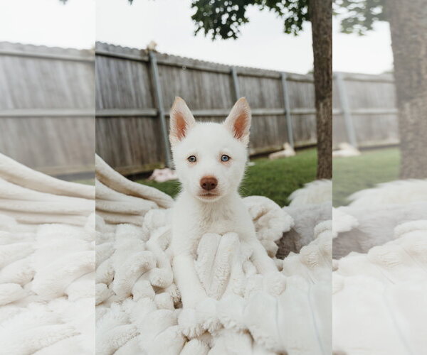 Medium Photo #3 Siberian Husky Puppy For Sale in Carrollton, TX, USA