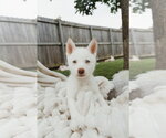 Small #2 Siberian Husky