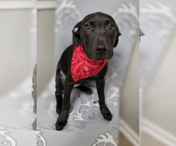 Medium Photo #5 Jack Russell Terrier-Labrador Retriever Mix Puppy For Sale in Magnolia Springs, AL, USA