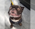 Small #3 French Bulldog