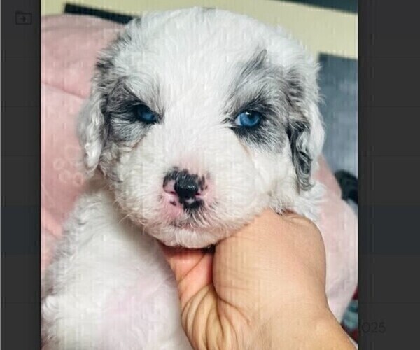 Medium Photo #9 Sheepadoodle Puppy For Sale in HUNTINGTON BEACH, CA, USA