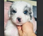 Small #8 Sheepadoodle
