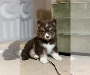 Medium Siberian Husky