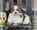 Image preview for Ad Listing. Nickname: Maxwell