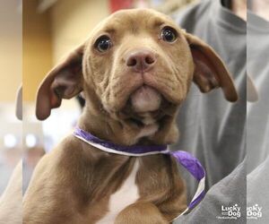 Labrador Retriever-Unknown Mix Dogs for adoption in Washington, DC, USA