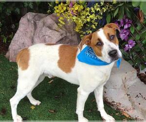 Mutt Dogs for adoption in Oklahoma City, OK, USA