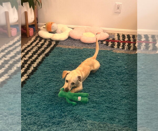 Medium Photo #3 Chiweenie Puppy For Sale in Dana Point, CA, USA