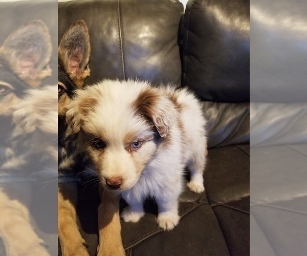 Medium Photo #7 Australian Shepherd Puppy For Sale in WILLIAMSBURG, CO, USA