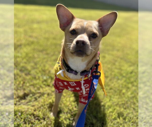 Medium Photo #1 Shiba Inu-Unknown Mix Puppy For Sale in Brooklyn Center, MN, USA