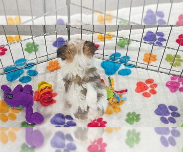 Medium Photo #6 Papitese Puppy For Sale in ORO VALLEY, AZ, USA