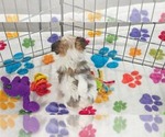 Josie - Female Papitese Puppy for Sale - Photo #6