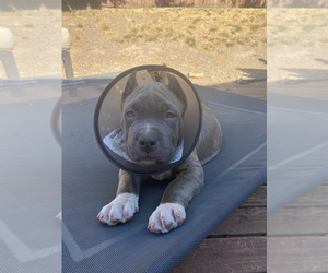 American Bully Puppy for sale in TACOMA, WA, USA