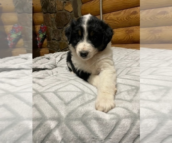 Medium Photo #4 Australian Shepherd Puppy For Sale in ROCK SPRING, GA, USA