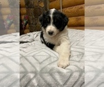 Small Photo #4 Australian Shepherd Puppy For Sale in ROCK SPRING, GA, USA