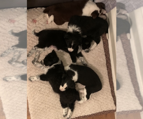Medium Photo #11 Australian Cattle Dog-Border Collie Mix Puppy For Sale in ODIN, IL, USA
