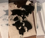 Small Photo #11 Australian Cattle Dog-Border Collie Mix Puppy For Sale in ODIN, IL, USA