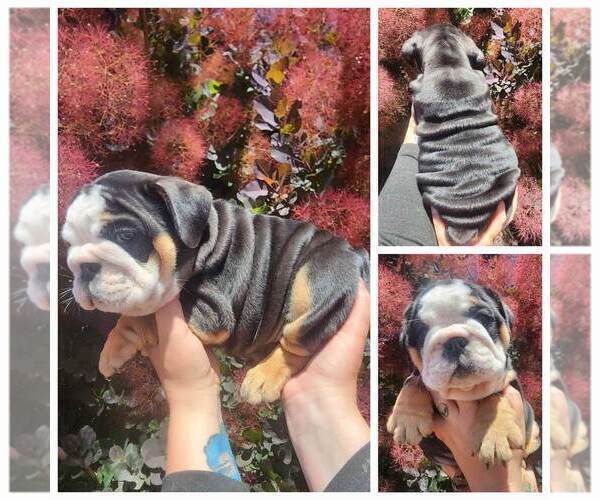 Medium Photo #1 English Bulldog Puppy For Sale in PINON HILLS, CA, USA