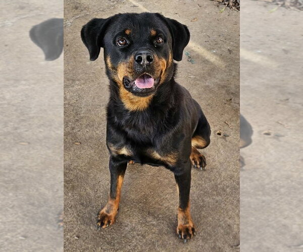 Medium Photo #10 Rottweiler Puppy For Sale in Mooresville, NC, USA