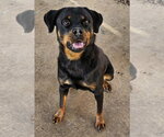 Small #9 Rottweiler