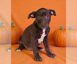 Crissy 26/791 - Female American Pit Bull Terrier-Unknown Mix Dog for Adoption - Photo #5