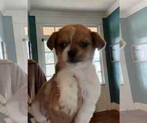 Chihuahua-Unknown Mix Dogs for adoption in Holly Springs, NC, USA