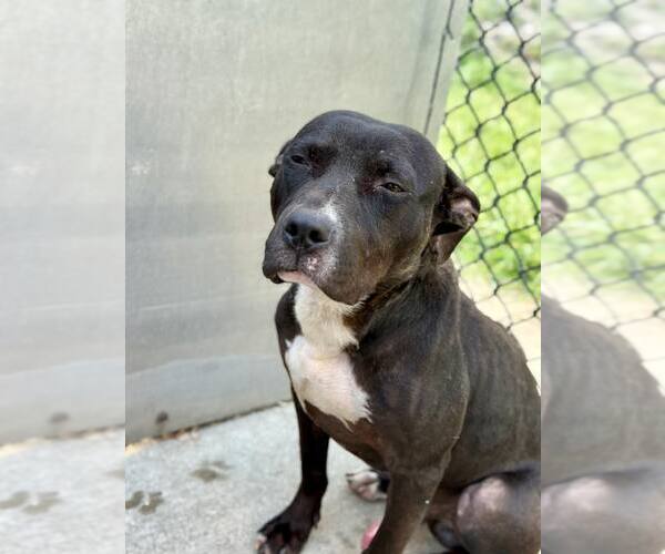 Medium Photo #3 American Pit Bull Terrier-Unknown Mix Puppy For Sale in Crete, IL, USA