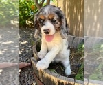 Small Photo #1 Cocker Spaniel Puppy For Sale in CHANDLER HEIGHTS, AZ, USA