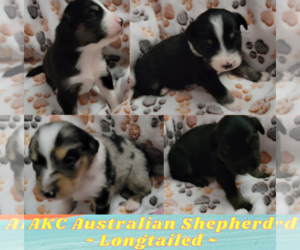Australian Shepherd Puppy for sale in NEWNAN, GA, USA