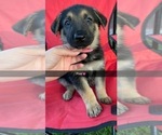 Puppy 7 German Shepherd Dog