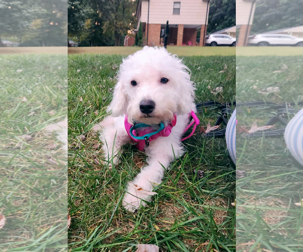 Medium Photo #7 Poodle (Miniature) Puppy For Sale in Arlington, VA, USA