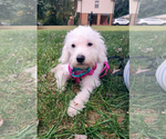 Small #6 Poodle (Miniature)