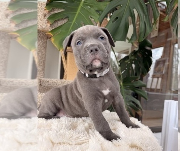 Medium Photo #1 American Pit Bull Terrier Puppy For Sale in ORANGE, NJ, USA