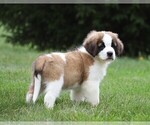 Small Photo #10 Saint Bernard Puppy For Sale in FREDERICKSBG, OH, USA