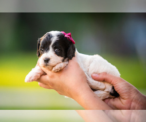 Springerdoodle Puppy for Sale in WACO, Texas USA