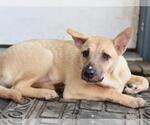 Small #3 Labrador Retriever Mix