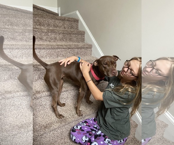 Medium Photo #15 American Staffordshire Terrier-Labrador Retriever Mix Puppy For Sale in Holly Springs, NC, USA