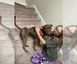 Small #14 American Staffordshire Terrier-Labrador Retriever Mix