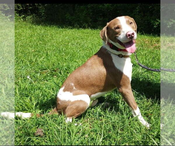 Medium Photo #7 Mutt Puppy For Sale in Canton, CT, USA