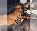 Small #2 Carolina Dog Mix