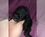 Small Photo #19 Poodle (Standard) Puppy For Sale in LEXINGTON, SC, USA