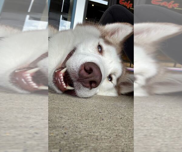 Medium Photo #4 Siberian Husky-Unknown Mix Puppy For Sale in Silver Spring, MD, USA