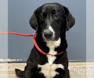 Labrador Retriever-Retriever  Mix Dogs for adoption in Washington, DC, USA