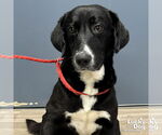 Small Labrador Retriever-Retriever Mix