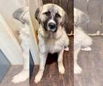 Small #8 Anatolian Shepherd-Great Pyrenees Mix