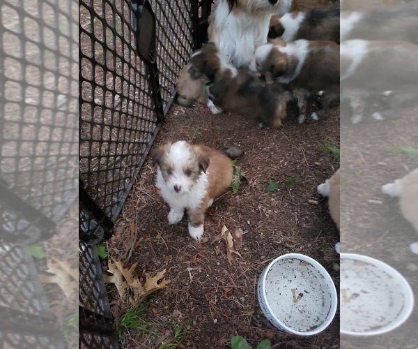 Medium Photo #1 Yorkelties Puppy For Sale in SANFORD, NC, USA