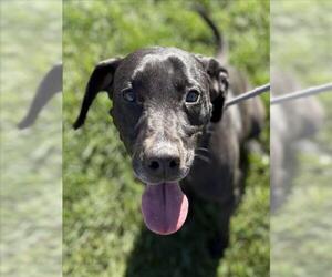 Labrador Retriever-Unknown Mix Dogs for adoption in Tracy, CA, USA