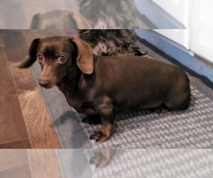 Dachshund Dogs for adoption in BROWN COUNTY, OH, USA